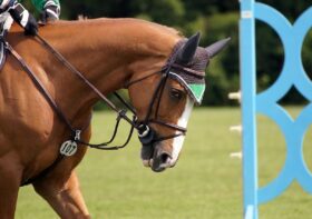 Pony-Reiten: der Einstieg für junge Reiter